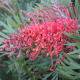 Grevellia "molly"- spider flower- an Australian beauty