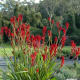 Anigozanthos -Kangaroo paws- beautiful Australian native