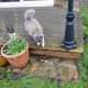 Our cat using the stepdown from our decking.