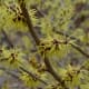 Hamamelis x Intermedia 'Sunburst'. Hamamelidaceae. I love the little unique looking flowers.