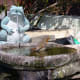 Robin using the birdbath in our wildlife pond, c2011.