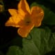 This bush-type squash made a lovely mounding form in the back of the berm.