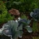 Red cabbage is the star of this flower bed.