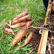 Overall, I was quite pleased with the harvest from this container.