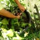 Once I have determined that they are ready to be harvested, I simply cut away the vines.