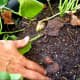 I searched around in the soil for stray sweet potatoes.