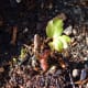 Angelica Seedling in Situ