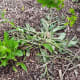 Since this comfrey is planted close to the medlar tree, all I need to do is chop and drop. Chopping it into smaller pieces would be even better.
