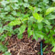 Also a nitrogen fixer, Autumn Olive or other Eleagnus species can be a valuable source of berries and biomass.