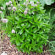 Peppermint is a great biomass crop because it can double as insect repellant wherever it is used.