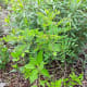 A nitrogen-fixer, desert indigo can be a great source of nitrogen-rich biomass once established.