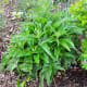 One week after harvest, this comfrey is coming back strong.