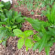 Comfrey is very easy to grow and propagate. I planted comfrey in this area a year ago. At the end of summer, I dug the plants up because I decided to make a walkway and wanted the comfrey for other areas. This spring, the comfrey came up both places.