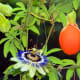 A passionflower is beautiful and the passion fruit is delicious, but a smooth-skinned passion fruit is not ripe. So if you are planning on eating what's inside, you should wait until the fruit is dimpled on the outside and falls to the ground.