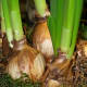 Onions are some of the most common true bulbs.