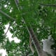 A wi apple tree with fruits.