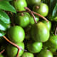 Newly picked green wi apples. They will quickly ripen indoor at room temperature.
