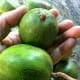 Some fruits have roundish shape instead of oval.