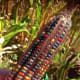 Glass Gem corn.