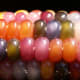Glass Gem corn.