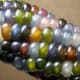 Glass Gem corn.