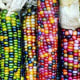 Glass Gem corn.