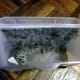 Debris captured in dust bin of Kobot RV353 Slim Series Robotic Vacuum
