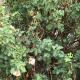 When we moved into our current home, this is what the area with the roses looked like. They had been neglected and I thought they would never be beautiful again, but I was wrong.
