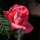 After some extensive weeding, cutting and watering, there were three different color roses in the ugly patch of weeds that was to become my rose garden.