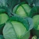 Danish Ballhead cabbage is a great winter cabbage to grow from seed. It produces solid, round heads that can reach up to about five pounds each. Planted from seed, this vegetable is ready for harvest in about 100 days.