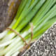 Onions planted in the fall generally produce larger yields. Many gardeners like to plant onions in fall, saving some of the smaller ones (in a dry location) to be planted in the spring.