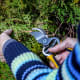 The best time to take your cuttings is during January, February and March. Look for some brown coloration on the stem and cut a section that is about 6-8 inches long.