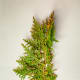 Your cutting should look something like this one. The brown, oval-shaped fruit of the Leyland cypress tree does not attract wildlife of any kind.