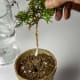 Dip your cutting into the water, then into the rooting compound and shake off the excess powder. I use a pencil to make a hole in the growing medium, in which to insert the cutting.