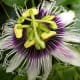 Liliko'i flowers have an intense, exotic fragrance.