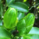 The "Little Shop of Horrors" look of liliko'i flower buds!