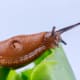 Slugs are pesky mollusks that will leave behind unsightly holes in all of your plant foliage, especially during wet weather. They are slimy, without shells. Snails are similar, but do have protective shells like the one in the photo below.