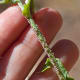 Be on the lookout for cutworm moth eggs.