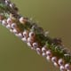 getting-rid-of-five-of-the-worst-garden-pests