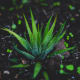 Aloe Vera.