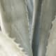 Agaves