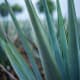 Agaves