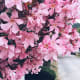 Pink Nerium Oleander