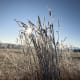 Esparto grass