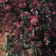 Pink Nerium Oleander