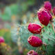 the-hidden-beauty-of-xerophytes
