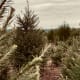 Pine tree garden.