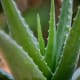 Aloe Vera.