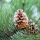 Pine tree.