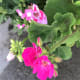how-to-propagate-geraniums-using-cuttings